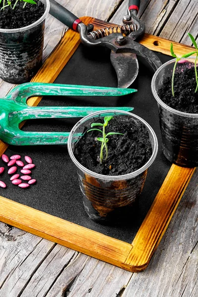 植物の種子と苗 — ストック写真