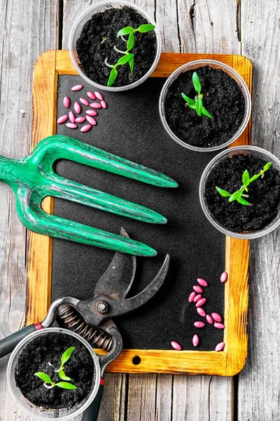 Plant seeds and seedlings — Stock Photo, Image