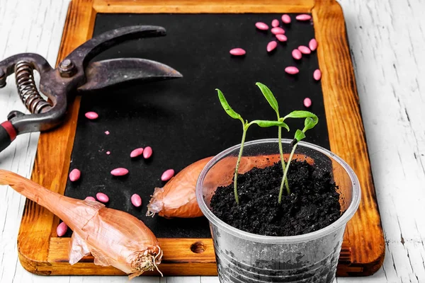 Plant seeds and seedlings — Stock Photo, Image