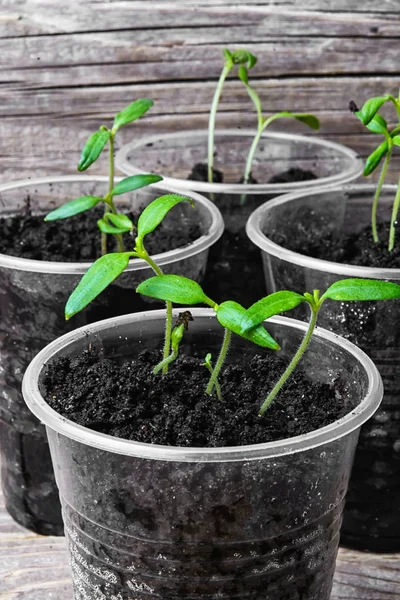 Seedling in plastic cup — Stock Photo, Image