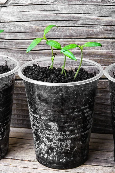 Seedling in plastic cup — Stock Photo, Image