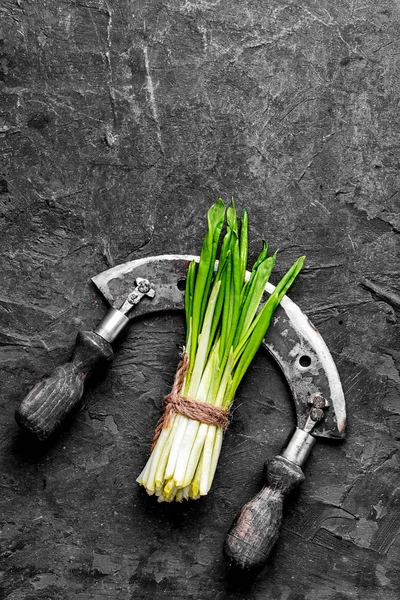 Bunch of fresh wild garlic