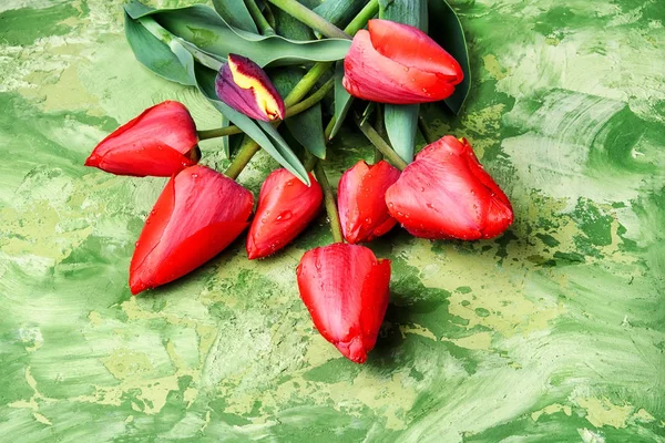 Кучка весенних красивых цветков тюльпана — стоковое фото