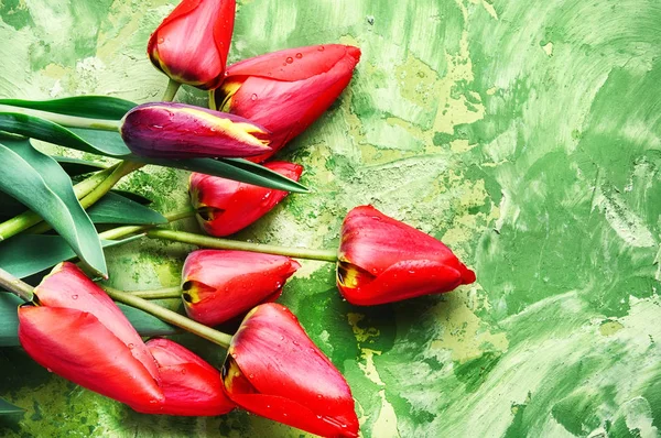 Gäng våren vackra tulip flower — Stockfoto