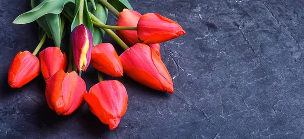 Våren tulip banner — Stockfoto