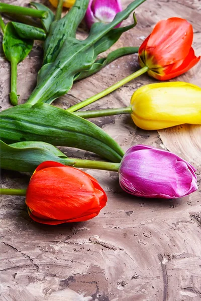 Букет весняної красивої квітки тюльпанів — стокове фото