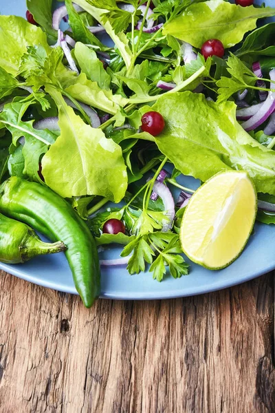 Lattuga vegetale a foglia — Foto Stock