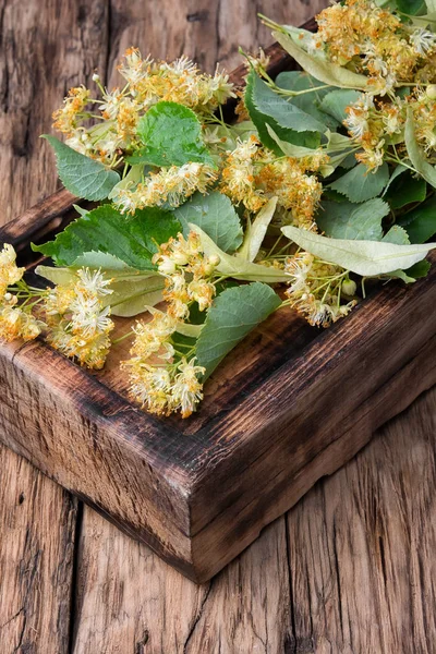 Linden blad och blommor — Stockfoto