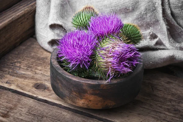 Beautiful blossoming buds thistle — Stock Photo, Image