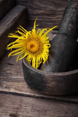 Tıbbi elecampane çiçek