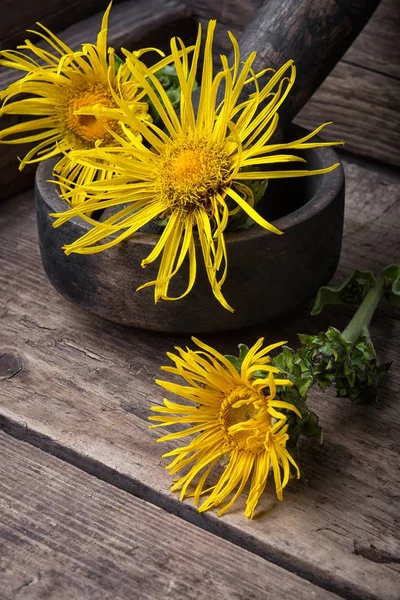 Inflorescencia del páncreas medicinal — Foto de Stock