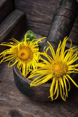 Tıbbi elecampane çiçek