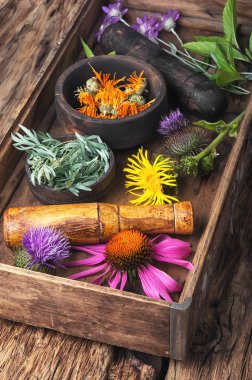 set sağlıklı otlar