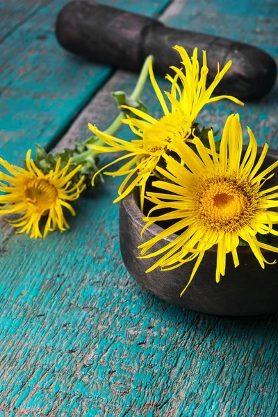 Flores de elecampane medicinal — Foto de Stock