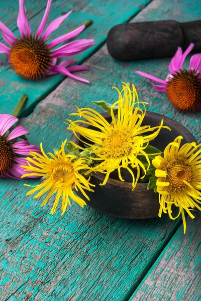 Inflorescence of medicinal elecampane — Stock Photo, Image