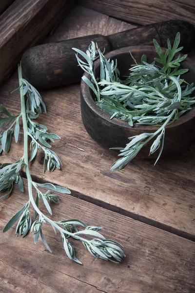 Ramo di assenzio medicinale — Foto Stock