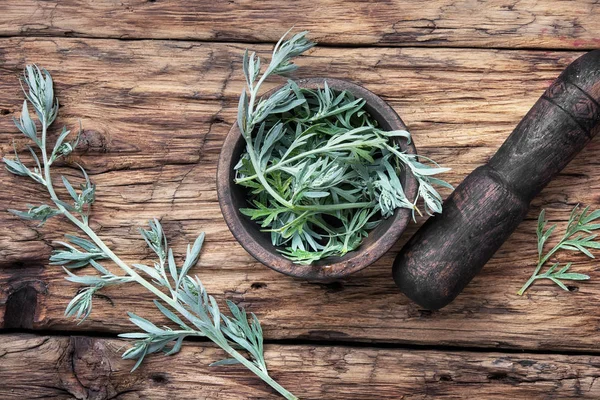 Ramo di assenzio medicinale — Foto Stock