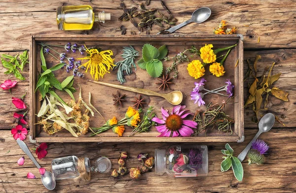 Motley healthy herbs — Stock Photo, Image