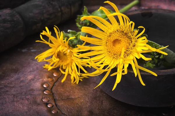 Flores de elecampane medicinal — Foto de Stock