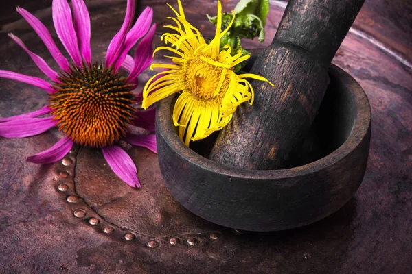 Blomställning av läkemedel Ålandsrot — Stockfoto