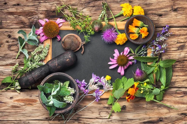 Group healthy herbs — Stock Photo, Image