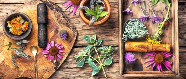 Long poster with healthy herbs — Stock Photo, Image