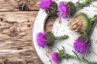 süt thistle çiçek