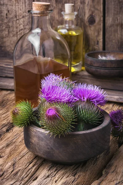 Cardo de leite flor — Fotografia de Stock