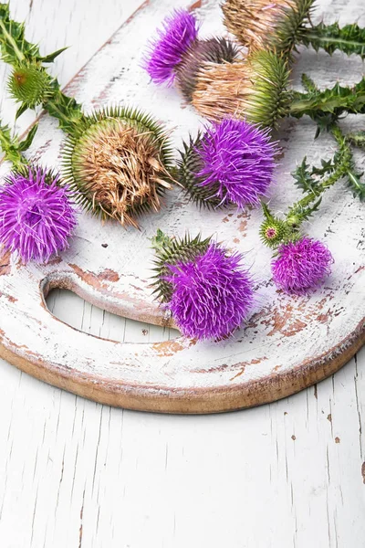 Süt thistle çiçek — Stok fotoğraf