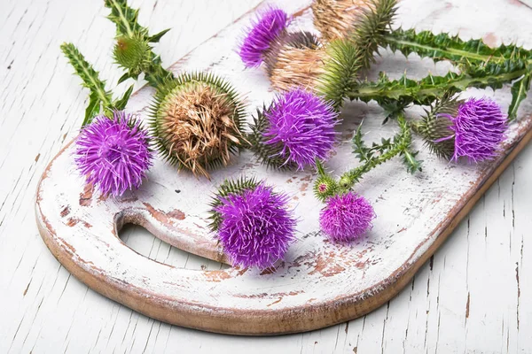 Cardo de leite flor — Fotografia de Stock