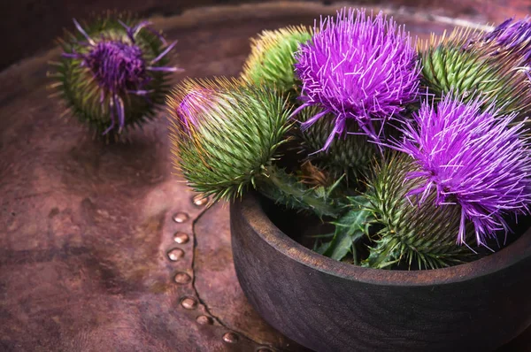 Süt thistle çiçek — Stok fotoğraf