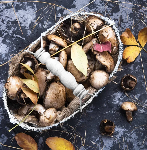 Forest autumn mushrooms — Stock Photo, Image