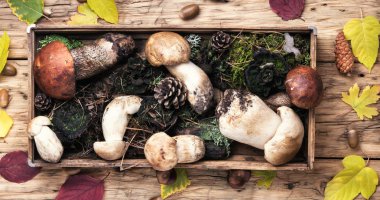 Orman mantar kutusuyla