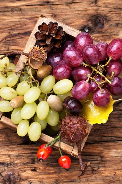 Outono ainda vida com uvas . — Fotografia de Stock