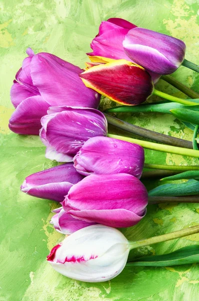 Zestaw tulipany wiosna — Zdjęcie stockowe