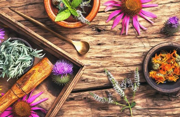 Herbal medicinal herbs and plant — Stock Photo, Image