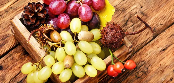 Manojos de uvas frescas — Foto de Stock