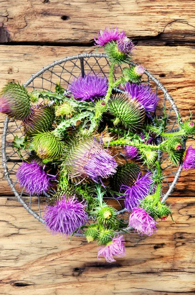 Milk thistle flower — Stock Photo, Image