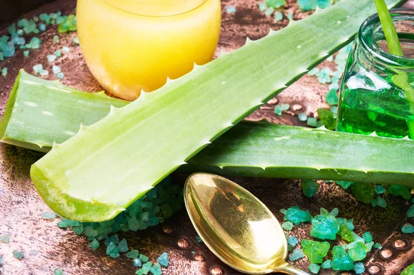 Aloe vera bitkisi — Stok fotoğraf