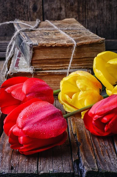 Five cut tulips — Stock Photo, Image