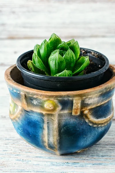 Succulent in a pot — Stock Photo, Image