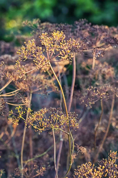 Arbustos secos de dill.Selective foco — Fotografia de Stock