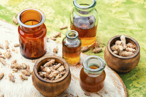 Pine kidneys in folk medicine