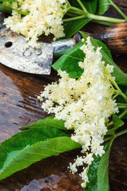 Ahşap bir masaya mürver çiçek