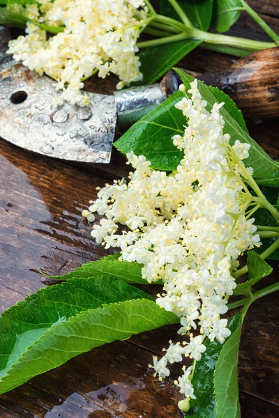 Fläder blommor på ett träbord — Stockfoto