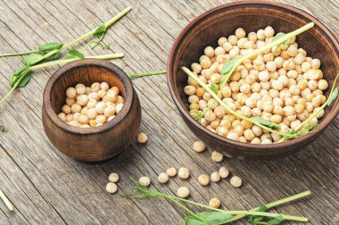 Tomurcuklanmış bezelye filizi ve kuru bezelyeler ahşap masada.