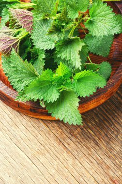 Tahta masa üzerinde taze ısırgan otu yaprakları. Şifalı bitki.