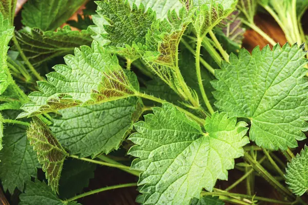 Fresco Ferrão Urtiga Leaves Herb Fundo Close Macro — Fotografia de Stock