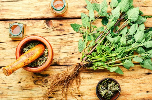 Bálsamo Limón Fresco Hojas Secas Melisa Tintura Medicinal Hierbas Medicinales —  Fotos de Stock