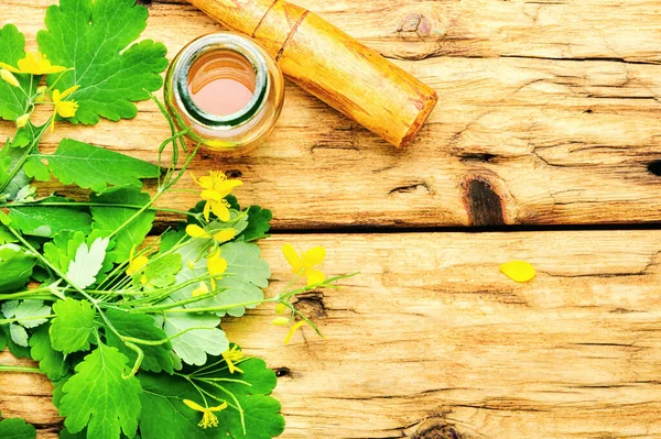 Extract Tincture Celandine Plant Healing Plants — Stock Photo, Image